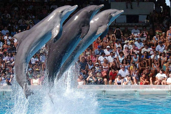 Дельфинарий шоу в Шарм-Эль-Шейх